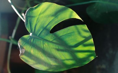 How to Practice Gratitude with Your Houseplants