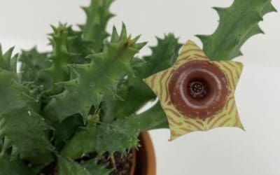 Top 7 of 2019: Strange Plant Facts You Didn’t Know!