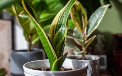 Is it a perfect houseplant, an invasive weed, or both? (Spoiler Alert: It’s both.)