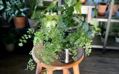 Maidenhair Fern: How I Care For It Successfully As a Houseplant (After Many Failed Attempts)