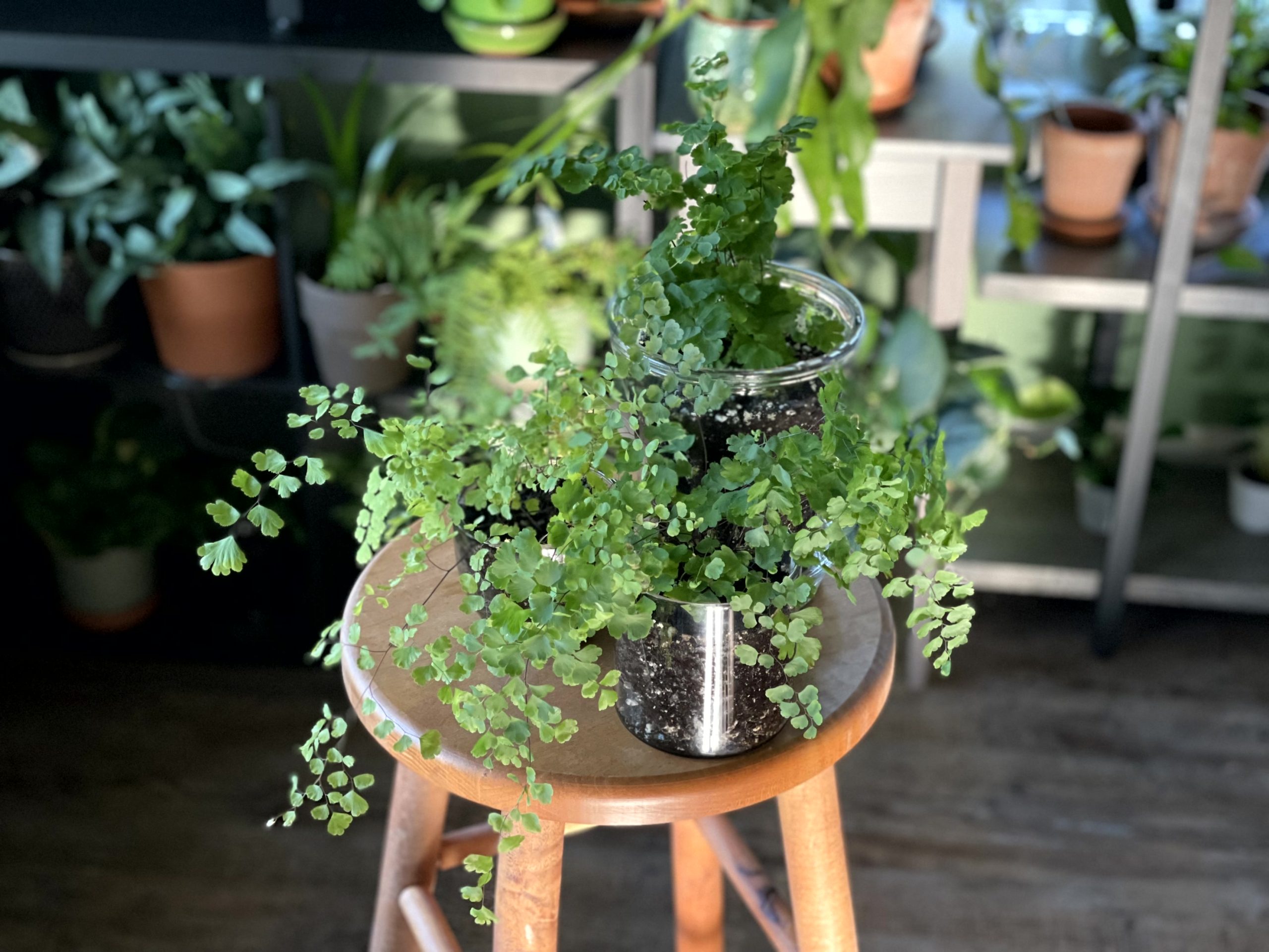 MaidenhairFerns1