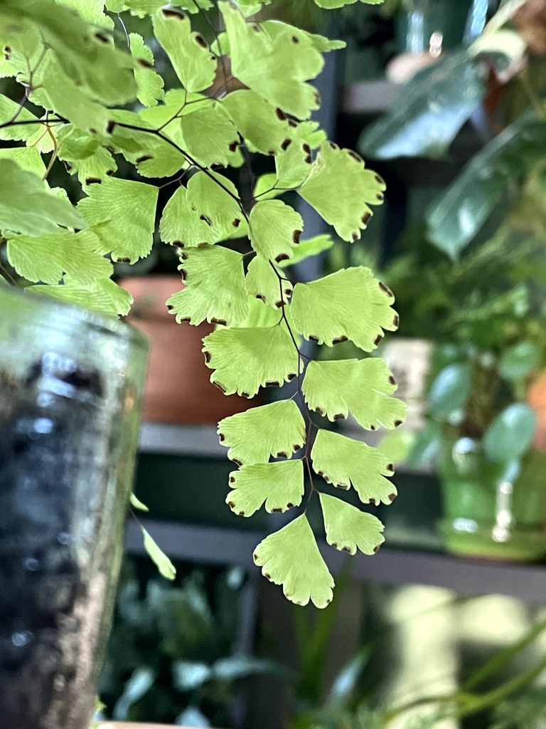 MaidenhairFerns2