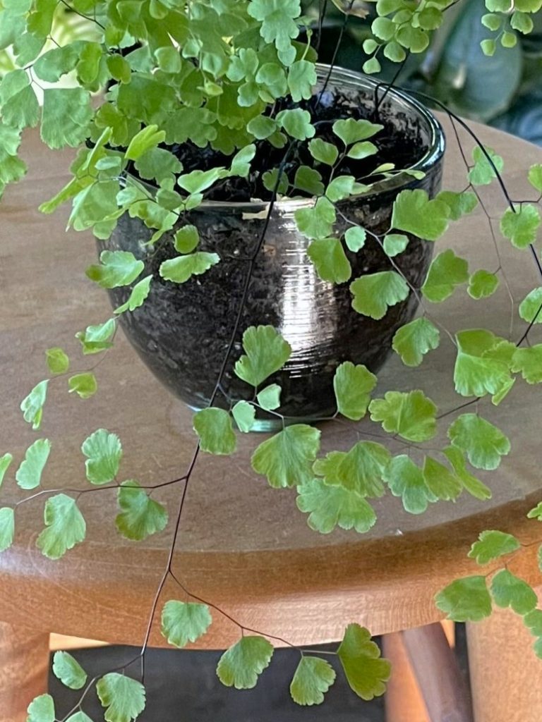 MaidenhairFerns4