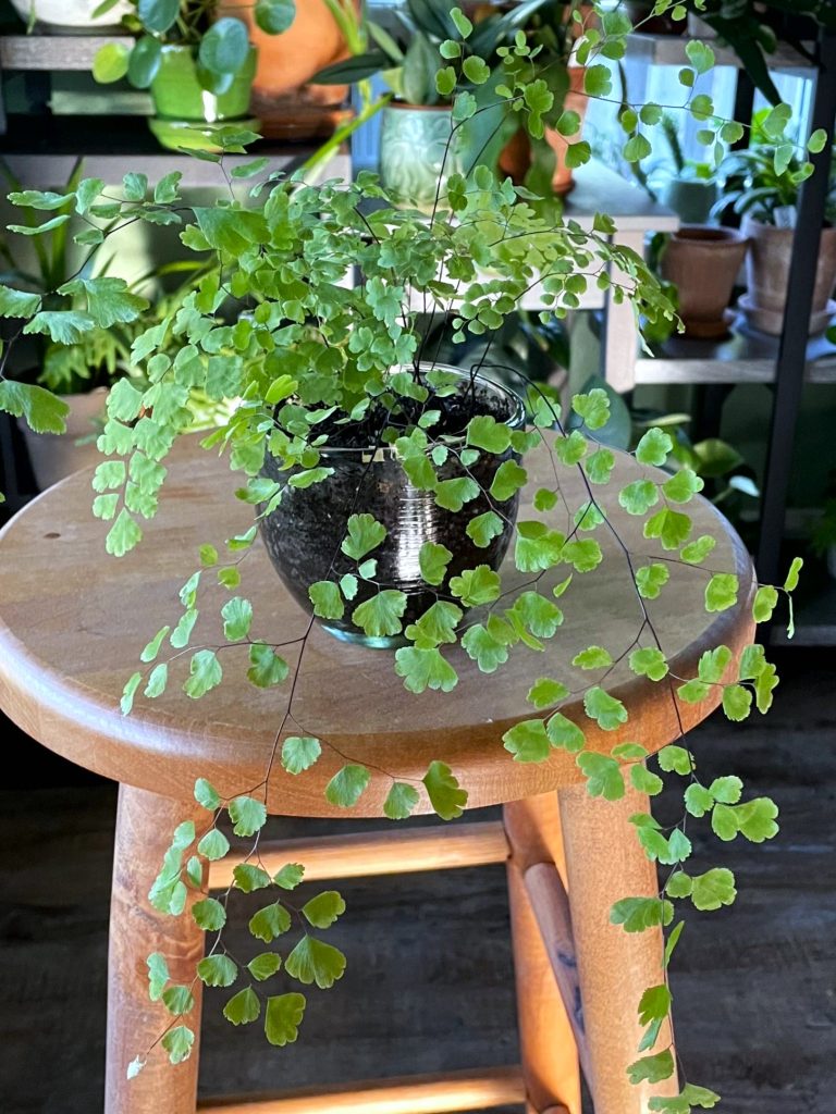 MaidenhairFerns5