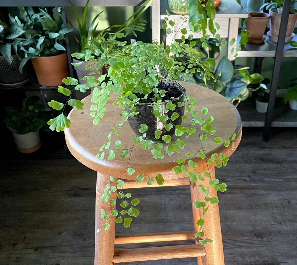 MaidenhairFerns6