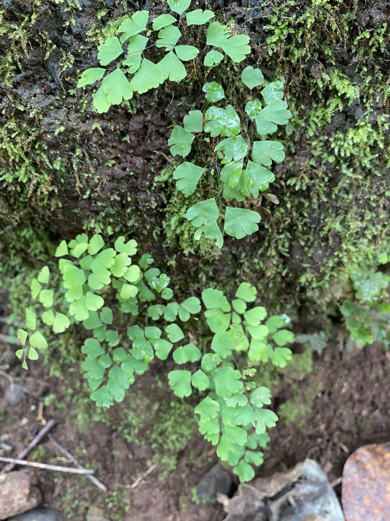 MaidenhairferniNaturalist