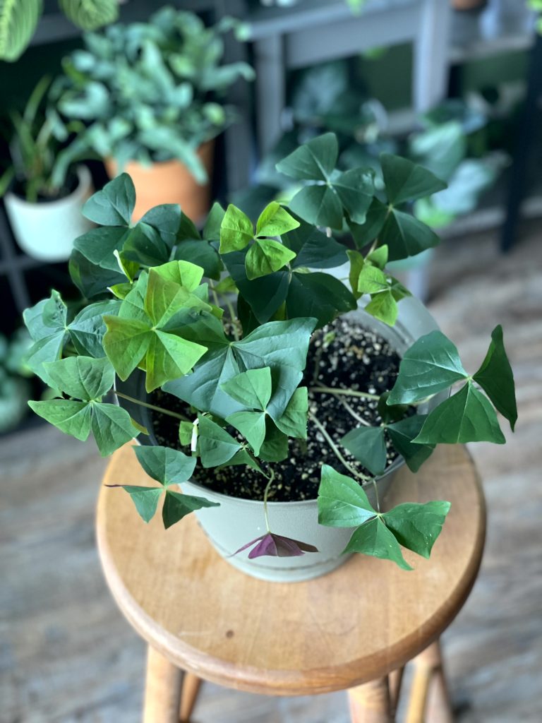 Oxalis11