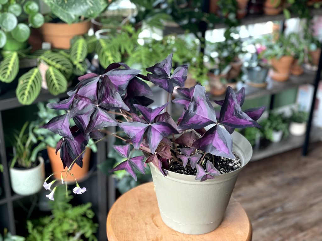Oxalis12