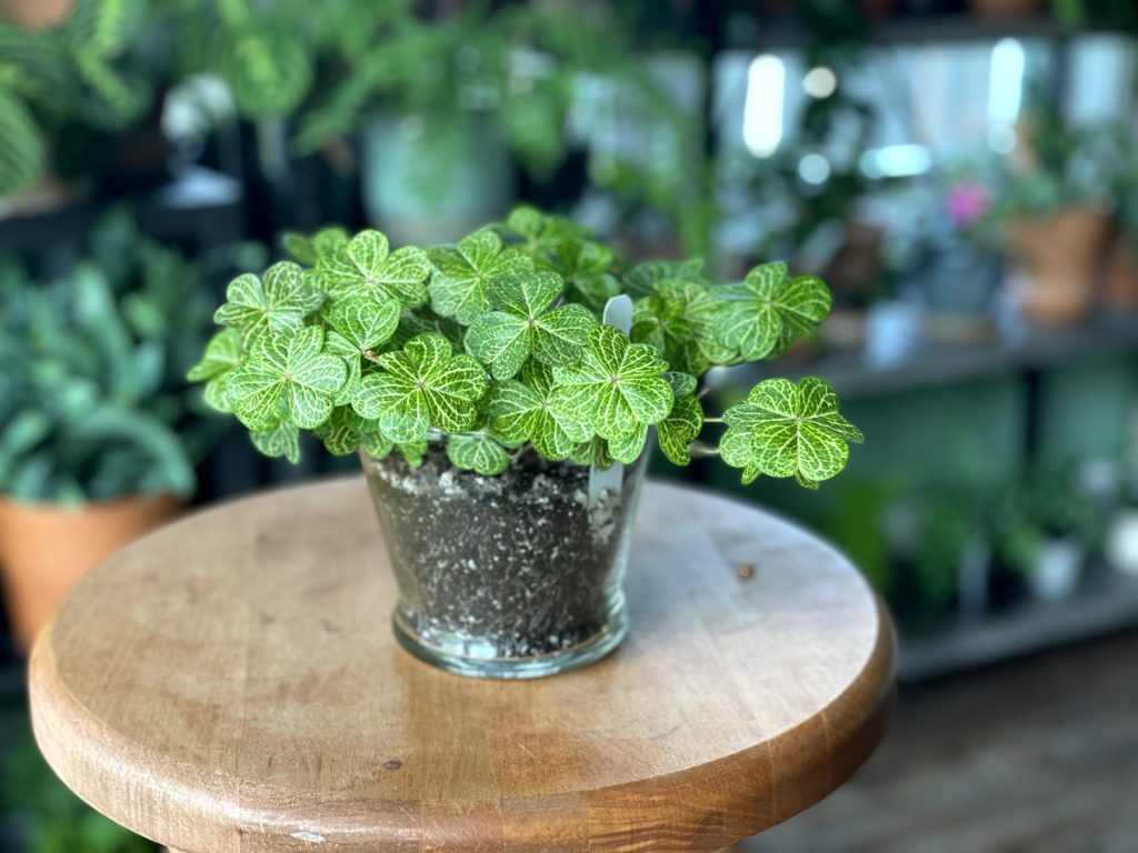 Oxalis15