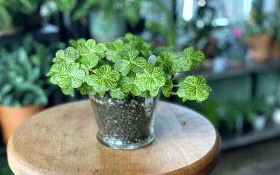 How to Care for a Shamrock Plant or Oxalis