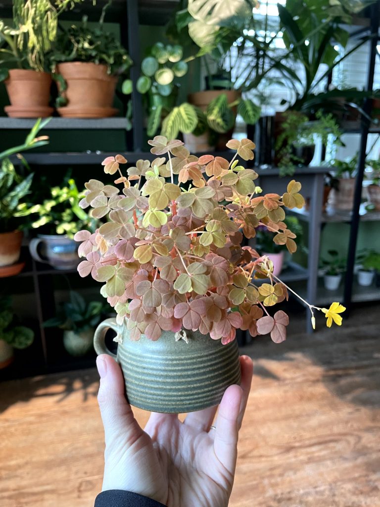 Oxalis1a