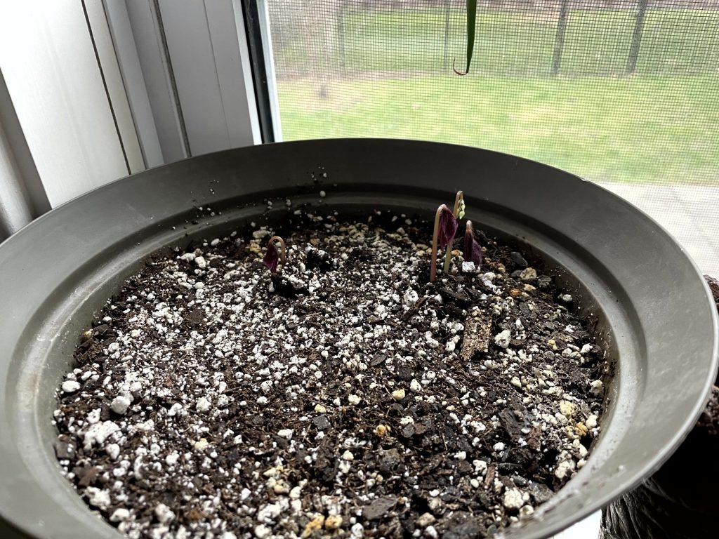 Oxalis3April3