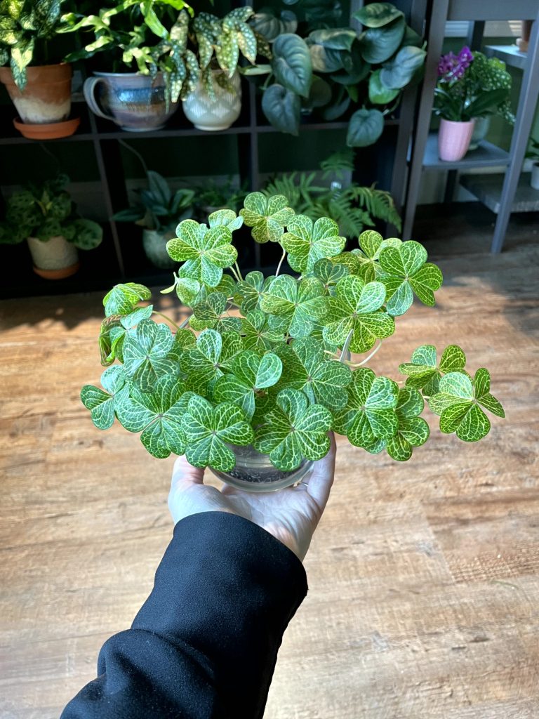 Oxalis7