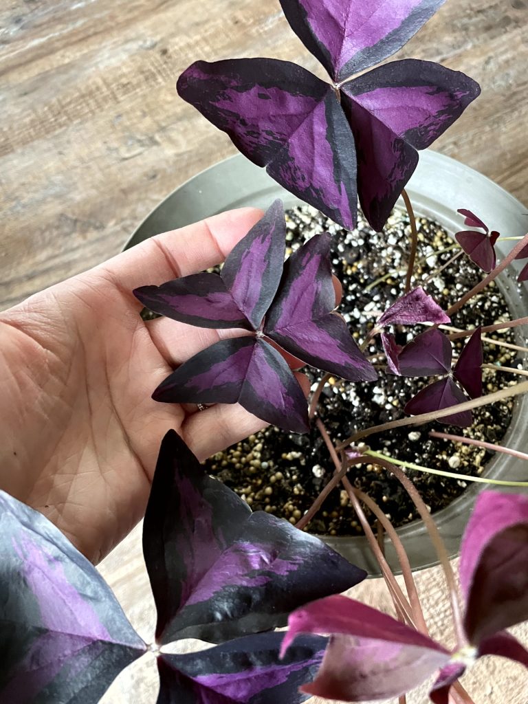 Oxalis9Apr28