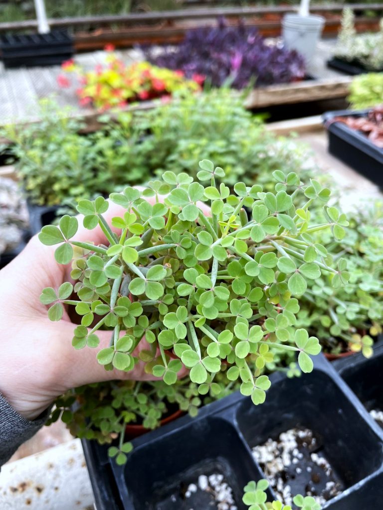 OxalisSucculent
