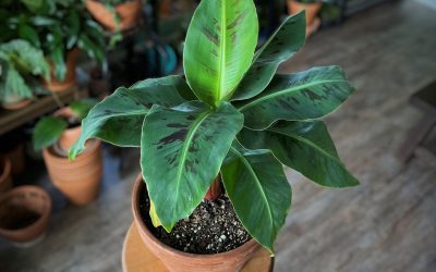 5 Reasons I Started Throwing Away My Houseplants (& Why You Might Want To As Well!)