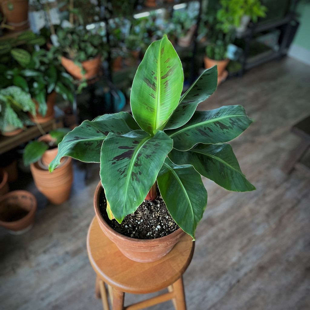 Banana1