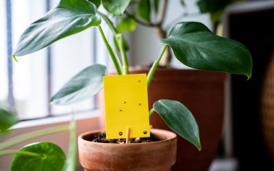 Get Rid of Fungus Gnats Quickly Without Getting Rid Your Houseplants!