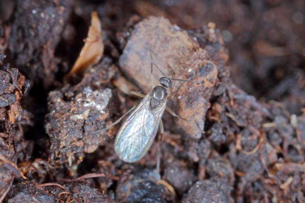 Fungus Gnats Soil