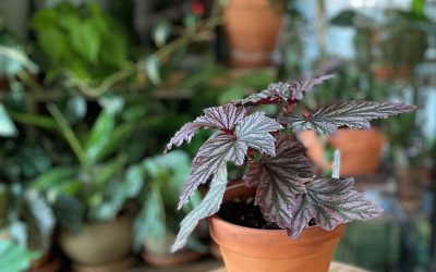 Decluttering Your Houseplants Will Make You Love Your Plants More. Here’s Why.