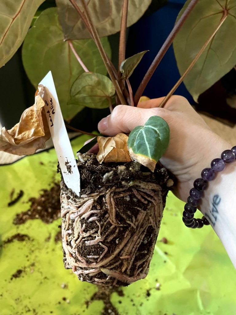 rootbound