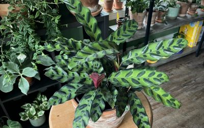 How to water your new plant (and feel good about it). Start Here, #3