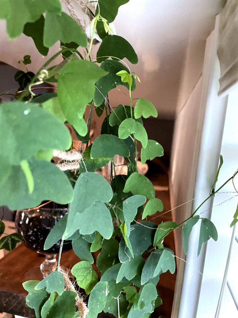 Passiflora biflora foliage