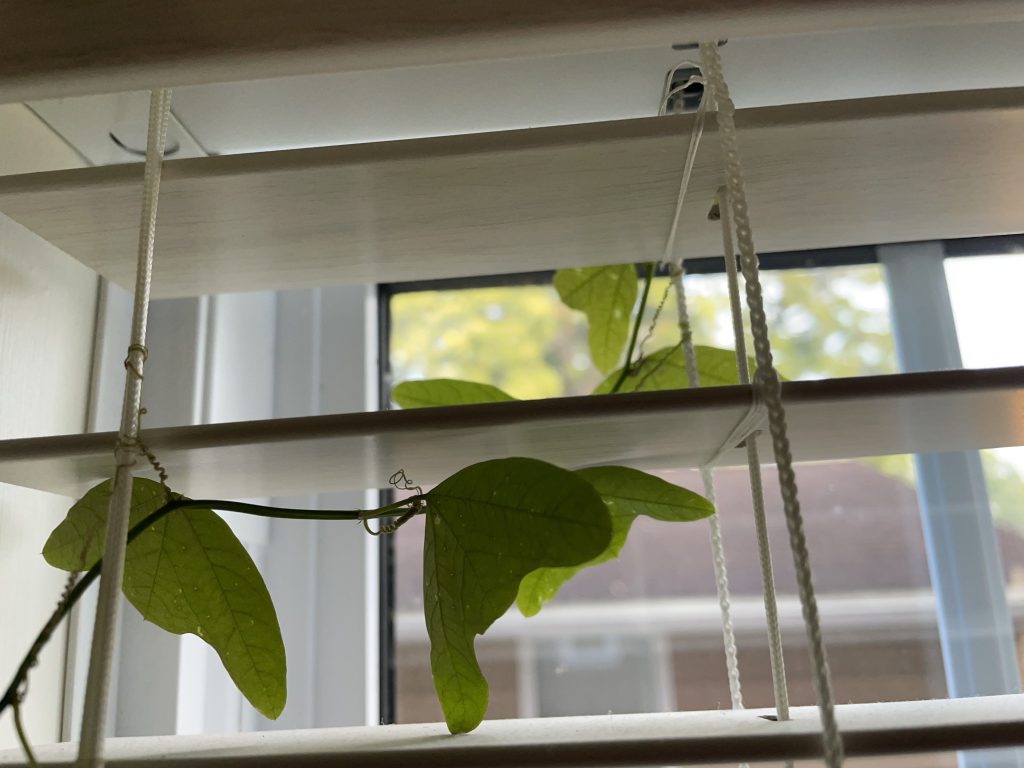 Passiflora strategic climbing