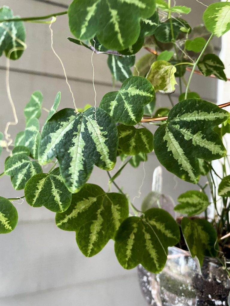 Passiflora trifasciata foliage