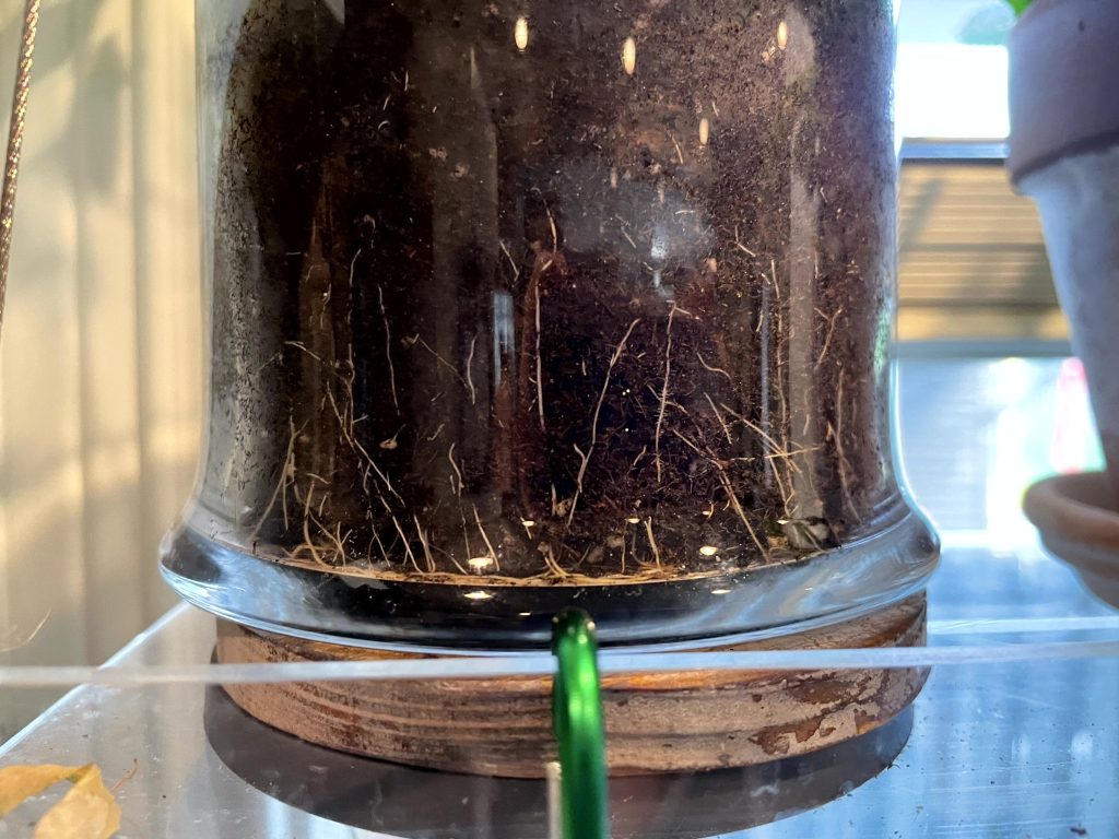 Passilfora biflora roots