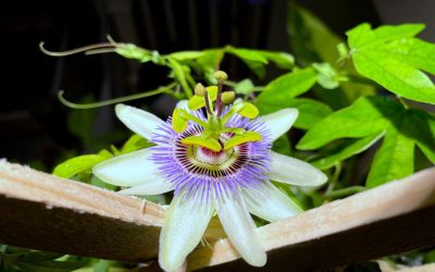 Passion Flowers: How to Grow Them Indoors and Do They Make Good Houseplants?