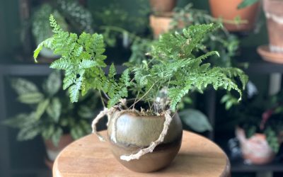 7 Unique Pet-Safe Houseplants that are Absolutely Stunning