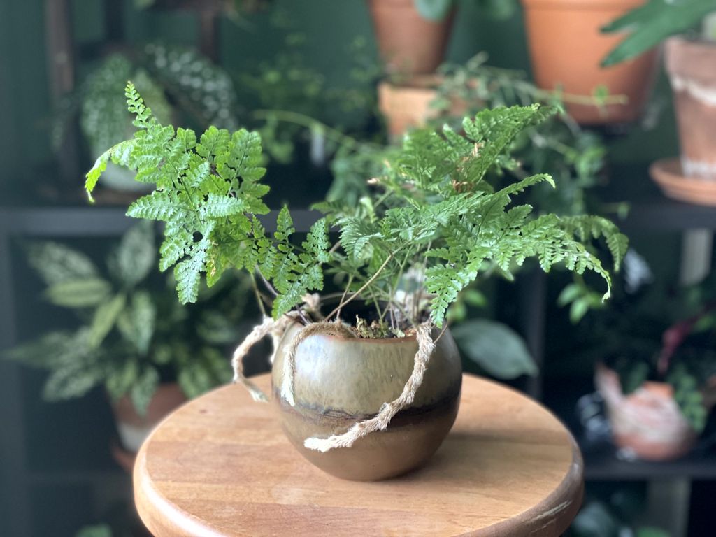 Rabbit Foot Fern 2