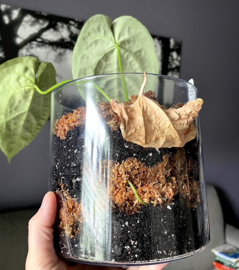 Anthurium Hybrid