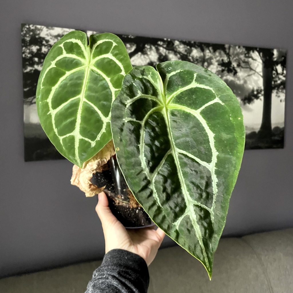 Anthurium Magnificum Forgettii Hybrid