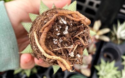 Here’s Why Your Plant’s Roots are More Important than Anything Else.