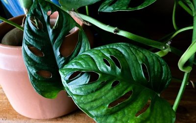 Monstera adansonii: How to Care for It (& Avoid Leaf Spotting!)