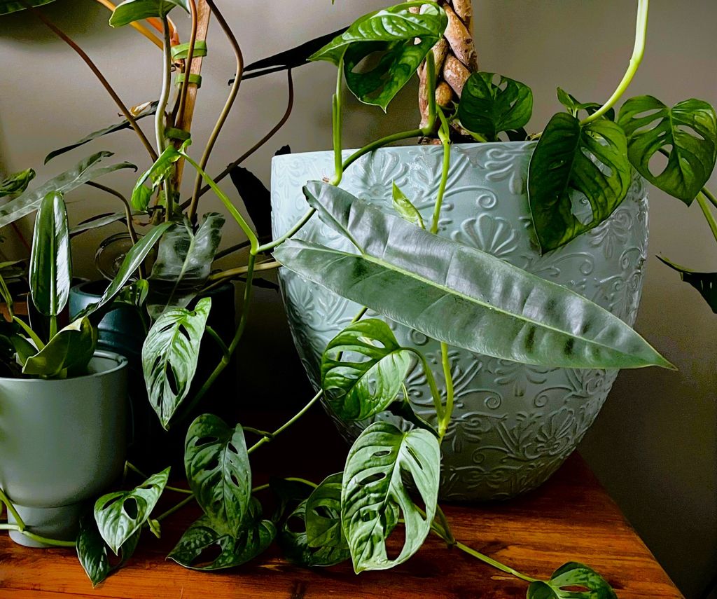 Monstera adansonii3