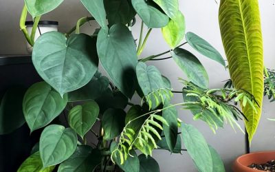 Syngonium chiapense: How to Grow a Full, Lush Plant