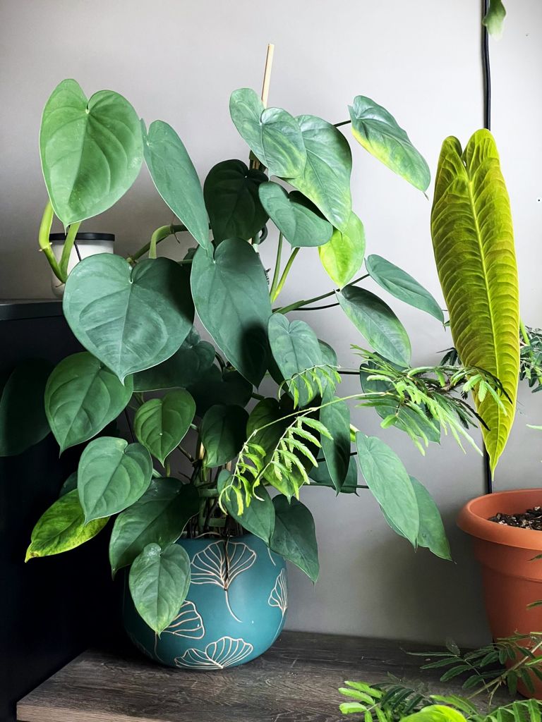 Syngonium chiapense