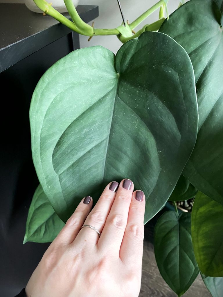 Syngoniumchiapensedarkleaf