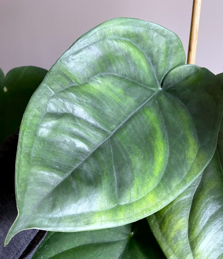 Syngoniumchiapenselightleaf