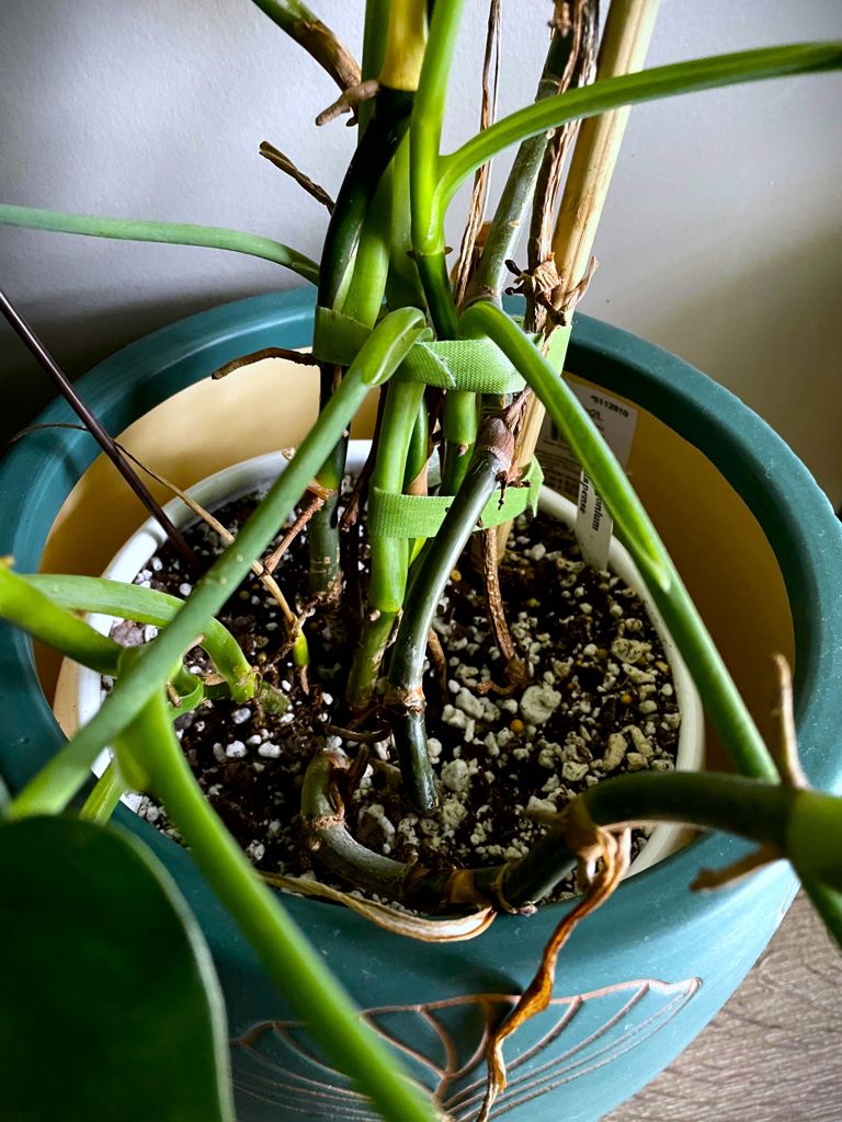 Syngoniumchiapensestems