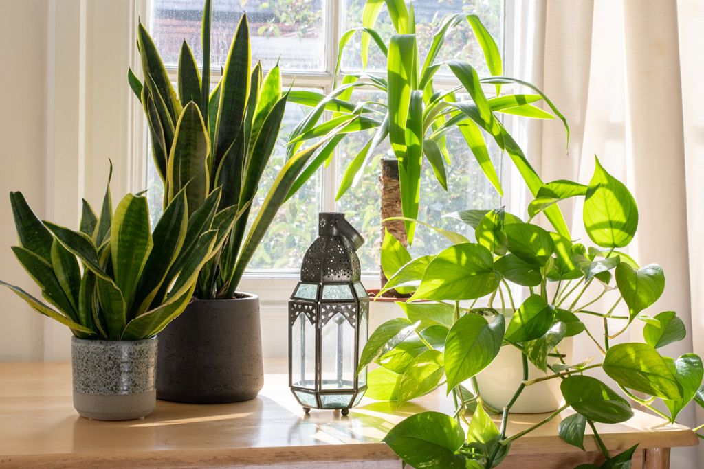 Houseplants1