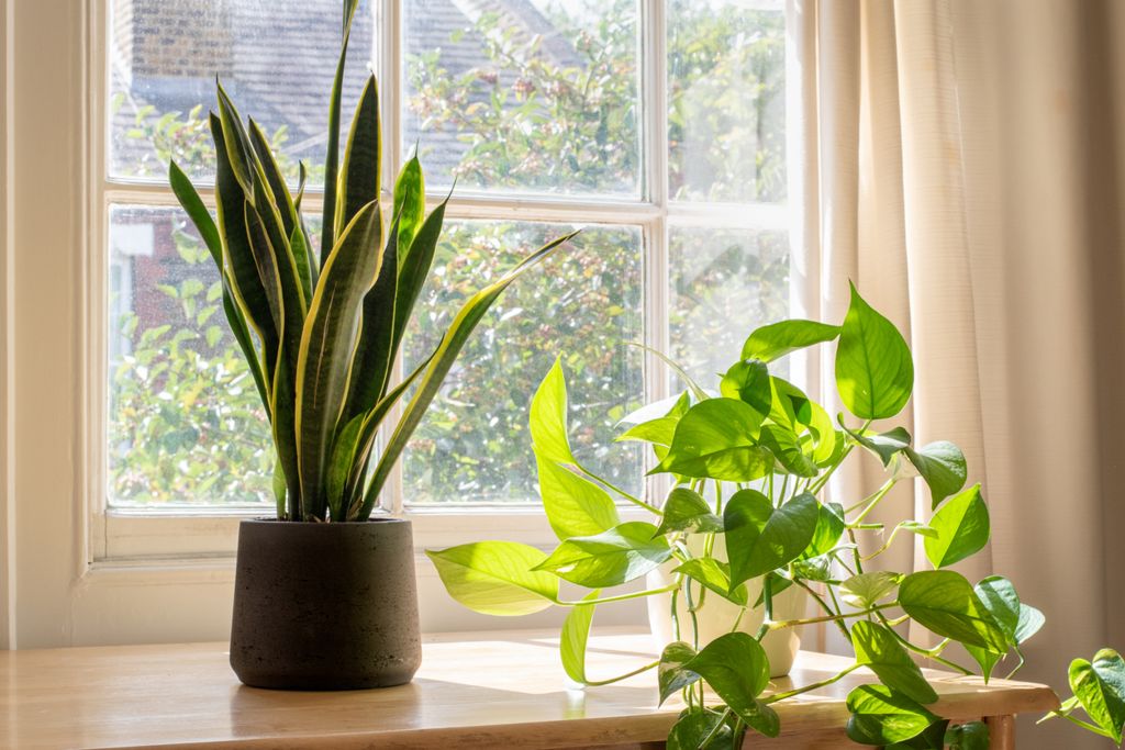Houseplants2