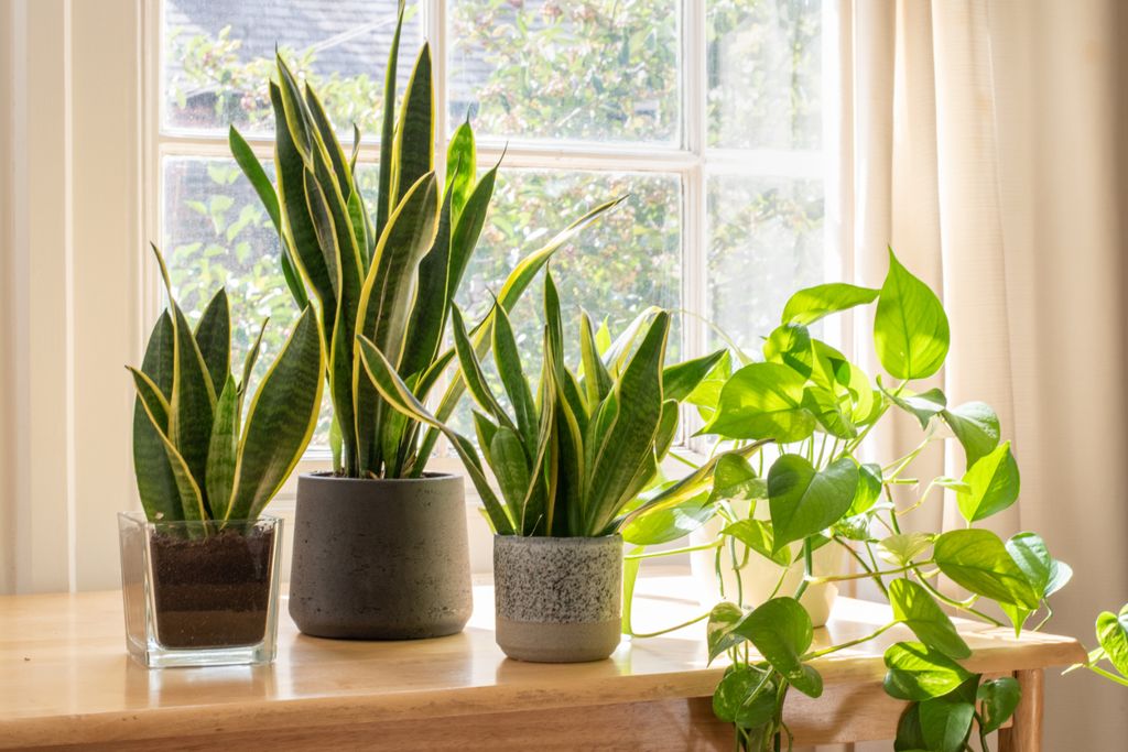 Houseplants3