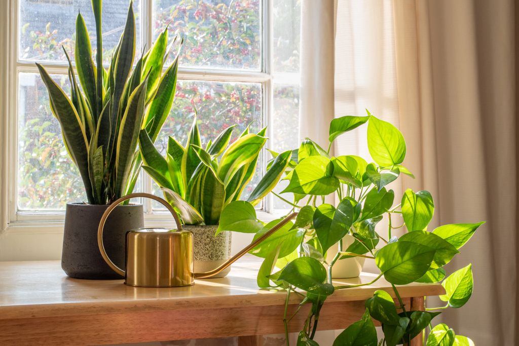 Houseplants4