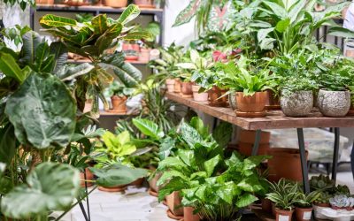 How to Declutter Your Houseplants in 5 Easy Steps