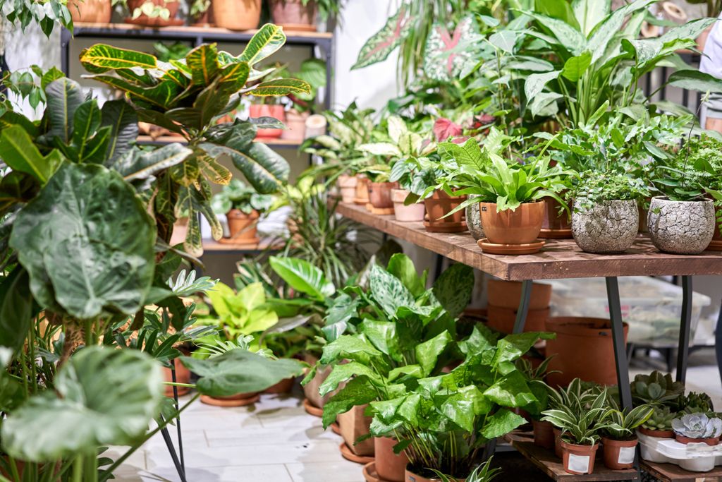 Houseplants5