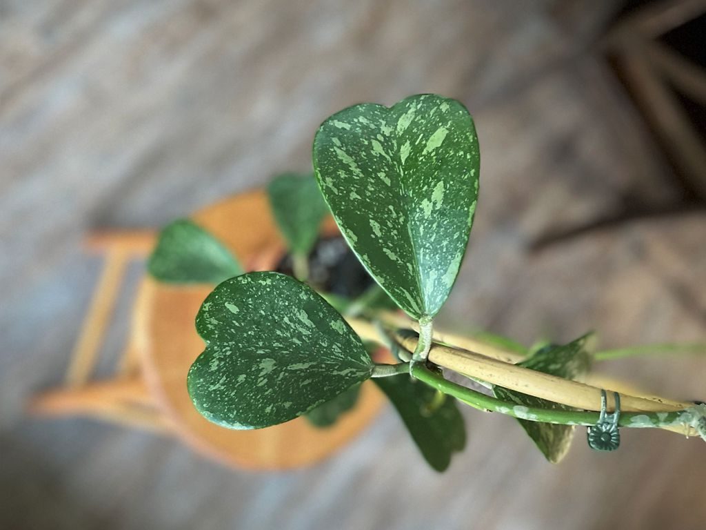 Hoya2